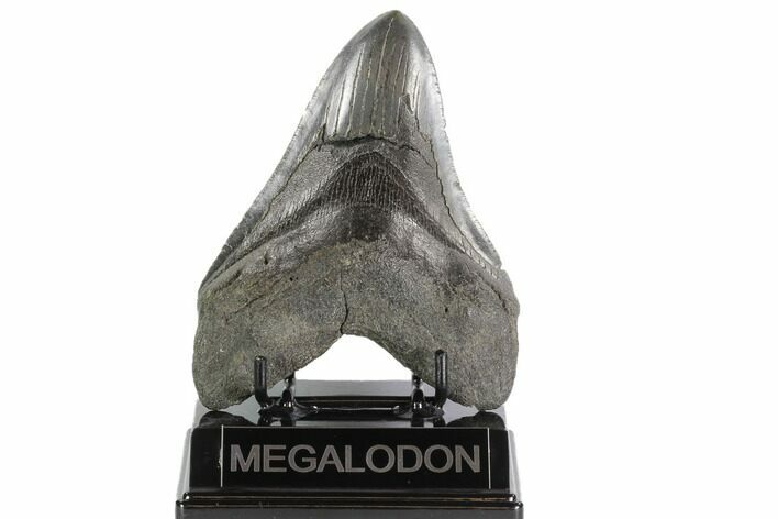Fossil Megalodon Tooth - South Carolina #95326